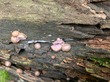 <b>Date:</b> Nov. 2019 & 2020<br><b>Location:</b> Aïn Zhalta cedar reserve<br><b>Photo:</b> Rana El Zein